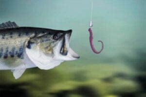 fishing bait worms|Best Worms for Bait Fishing.